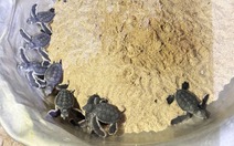 Ổ trứng rùa biển nở đầy rùa con trên bãi cát xã đảo tỉnh Gia Lai