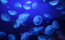 Nhà máy điện hạt nhân tạm ngừng hoạt động vì... một đàn sứa