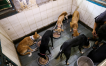 Ấn Độ di dời hàng nghìn chó hoang khỏi New Delhi