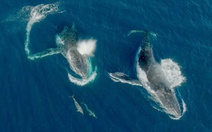 Bất ngờ phát hiện cá heo và cá voi làm quen, chơi với nhau như bạn
