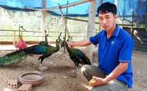 Anh nông dân Gia Lai nuôi loài chim quý được tặng Huân chương Lao động nói gì về các quy định?