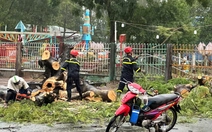 Mưa dông làm cây điệp cổ thụ bật gốc, đè 2 người đi đường ở Cà Mau