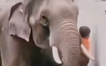 Video voi cứu một em bé là sản phẩm của AI