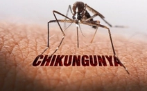 Tin tức sáng 17-8: TP.HCM đo thân nhiệt tại cửa khẩu phòng Chikungunya; Phong tỏa tài khoản SMC