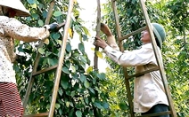 Doanh nghiệp xuất khẩu hồ tiêu lại gặp khó vì giấy chứng nhận