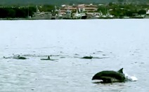 Đàn cá heo bơi lội tung tăng trên vùng biển Cam Ranh - Khánh Hòa