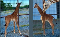 Thực hư về con hươu cao cổ đặc biệt không có vết đốm ở Mỹ