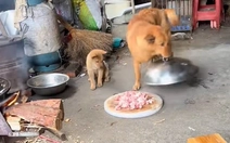 Chó mẹ lén mở lồng bàn lấy trộm cho con miếng thịt