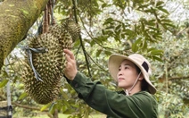 Nông dân trồng sầu riêng Tây Nguyên thấp thỏm vì bão Kajiki
