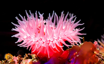 'Điểm danh' những loài động vật chậm nhất thế giới