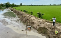 Dân phản ánh lúa 'lớn không nổi' do bùn, cát của cao tốc tràn xuống kênh