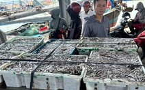 Ngư dân Quảng Trị trúng cá cơm, cảng cá nhộn nhịp từ sáng sớm