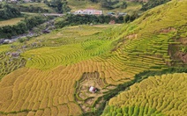 Ngỡ ngàng mùa vàng ở Ngọc Linh, bức tranh tuyệt sắc giữa đại ngàn Quảng Ngãi