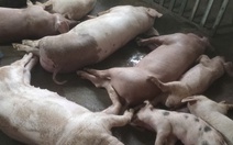 Người nuôi heo như 'ngồi trên đống lửa' vì dịch tả heo châu Phi