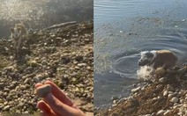 Chú chó mò đá siêu đỉnh