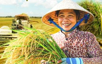 Giá gạo Việt Nam tăng mạnh khi Philippines cấm nhập khẩu gạo từ 1-9, vì sao?