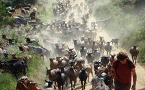 Đàn dê giúp chống cháy rừng tại Tây Ban Nha