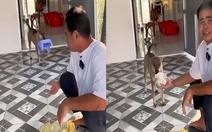 Chú chó biết làm đủ việc khi ông chủ sai bảo