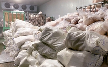 Hộ kinh doanh trữ đến 100 tấn thịt heo đông lạnh bốc mùi, không rõ nguồn gốc