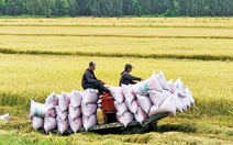 Bộ Công Thương họp bàn xuất khẩu gạo, ứng phó trước lệnh ngừng nhập gạo của Philippines