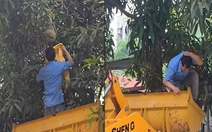 Lấy tổ ong không đồ bảo hộ, người đàn ông bị ong đốt u đầu