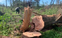 Rừng phi lao ven biển xác xơ sau mưa bão