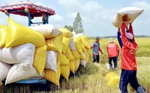 Philippines tạm ngừng nhập khẩu gạo, thị trường gạo Việt Nam không chịu tác động lớn