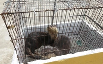 Trại rắn Đồng Tâm tiếp nhận 2 con rái cá quý hiếm, mong nhân giống