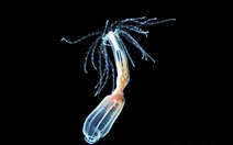 Khám phá cơ chế 'trẻ vĩnh viễn' của hải quỳ sao biển, mở ra hy vọng cho loài người