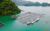 Vươn lên thoát nghèo từ nuôi cá lồng