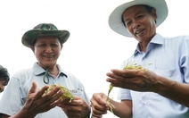 Giá lúa giảm, vì sao một số nông dân Cà Mau vẫn vui?