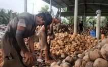 Giá dừa khô tăng đến 240.000 đồng/chục, nhà vườn lãi cao