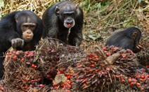 Sở thích nhậu nhẹt của con người bắt nguồn từ... tinh tinh?