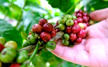 Giá cà phê diễn biến trái chiều, giá tại Mỹ cao kỷ lục