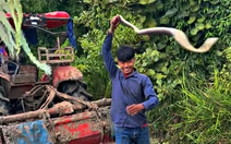 Đang vui bắt được rắn khủng, chàng trai hết cười vì bị cắn