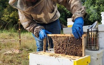 Ong mật có thể gây hại đến thiên nhiên