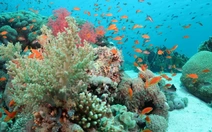 Hy vọng mới cho rạn san hô duy nhất của Israel
