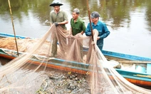 Xuyệt điện tận diệt hết thời ở Cà Mau