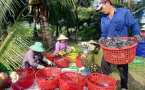 Nông dân Miệt Thứ cười tươi khi tôm càng xanh trúng mùa được giá