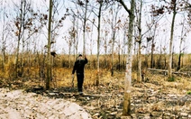 Thu hồi dự án trồng cao su 900ha trên đất rừng của Đức Long Gia Lai