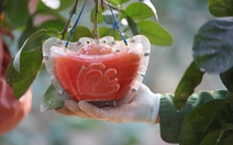 Bưởi đỏ 'thỏi vàng' sẵn sàng đón Tết 2026