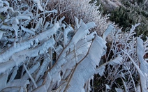 Băng giá phủ trắng đỉnh Fansipan