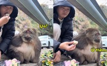 Chú khỉ khó chịu vì bị thanh niên đùa nhây