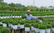 Hoa Tết Sa Đéc gặp lạnh: Cúc mâm xôi chậm nở, nhà vườn lẫn thương lái đứng ngồi không yên