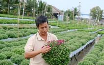 Đồng Tháp cung ứng thị trường hơn 2,25 triệu giỏ hoa Tết