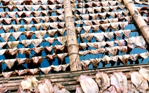 Giá mực khô tăng cao kỷ lục suốt nhiều tháng, ngư dân phấn khởi