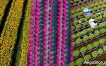 Hoa kiểng Sa Đéc: Giữ gốc rễ - mở lối tương lai