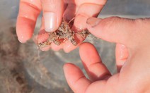 Vào mùa tôm hùm giống, ngư dân Đà Nẵng thu bộn tiền mỗi ngày