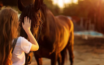 Phát hiện bất ngờ: Ngựa có thể 'ngửi' thấy nỗi sợ của con người