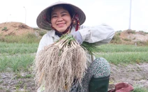 Tất bật thu hoạch kiệu Tết, nông dân Đà Nẵng vui vì được mùa, giá ổn